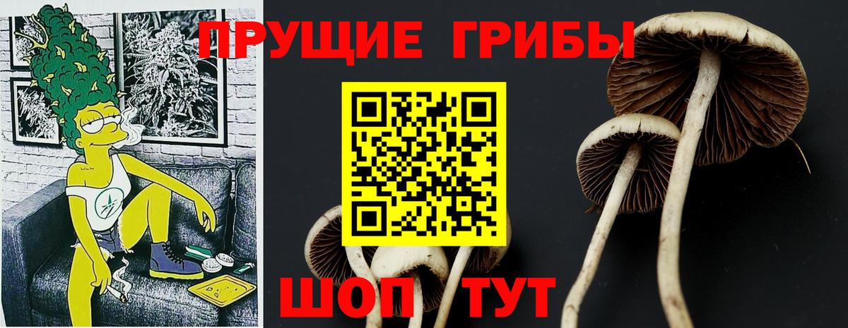 Галлюциногенные грибы Psilocybine cubensis Славянск-на-Кубани